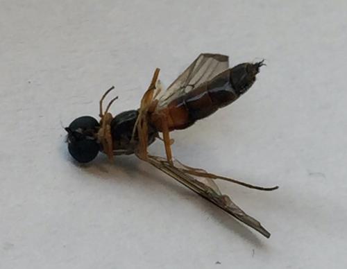 Sargus bipunctatus